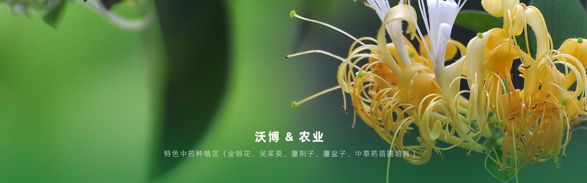 主要提供農(nóng)業(yè)親子樂(lè)園旅游、江西中藥種植、江西樂(lè)平鮮果采摘體驗(yàn)、江西夏令營(yíng)研學(xué)、江西戶(hù)外拓展、江西旅游打卡、江西水上樂(lè)園游艇、江西沃博VR科技科普等服務(wù)項(xiàng)目。